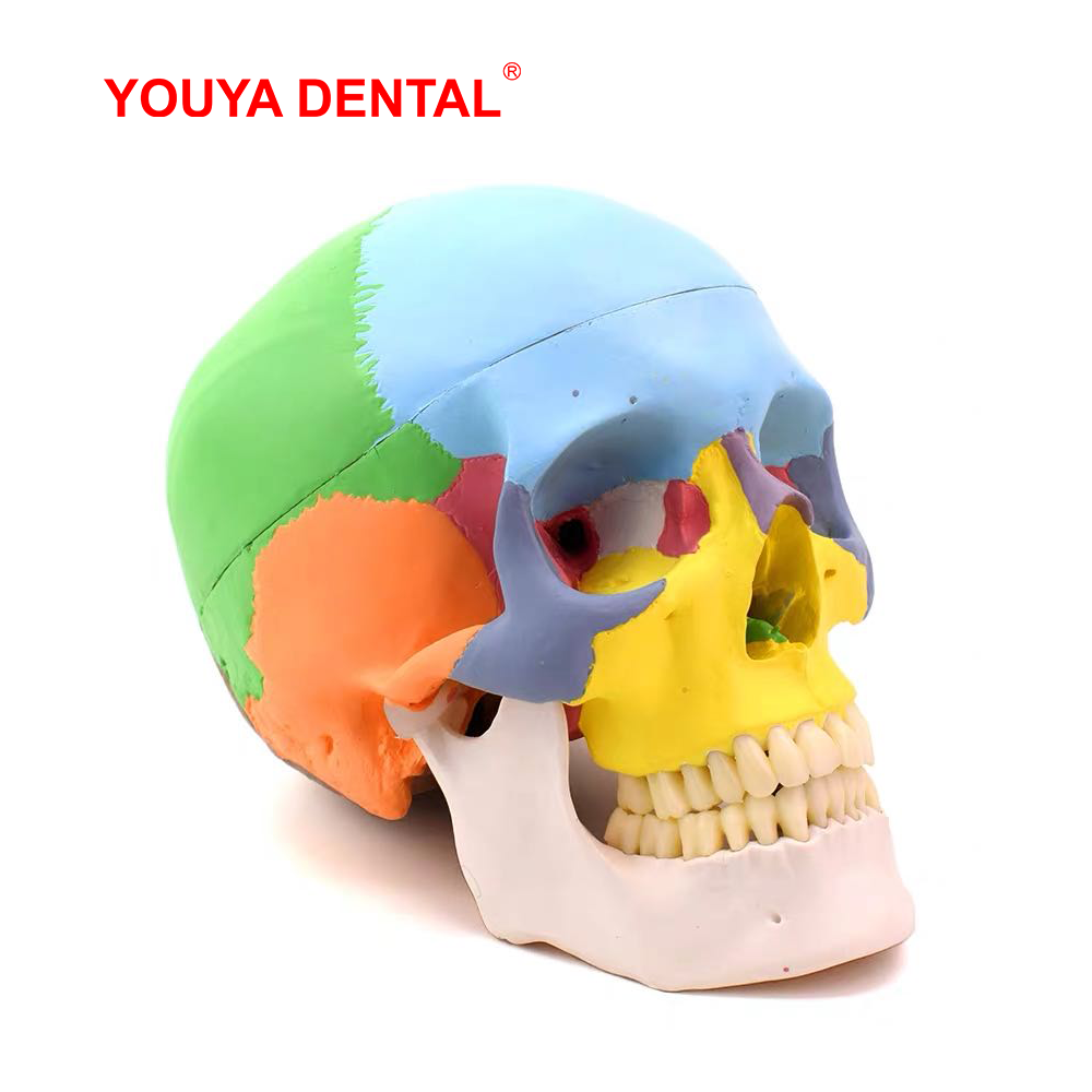 3D Printing Orthodontics - Life Size Detachable Anatomical Skull Model