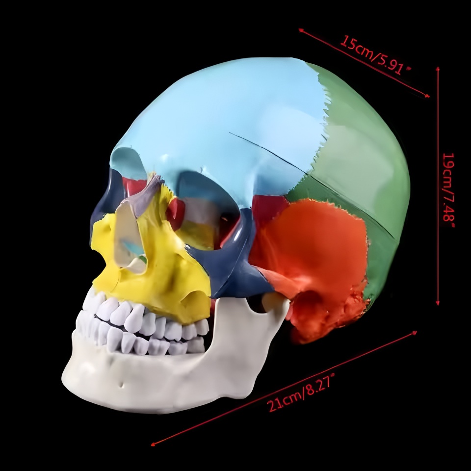 3D Printing Orthodontics - Dental Skull Model Anatomy Real Size