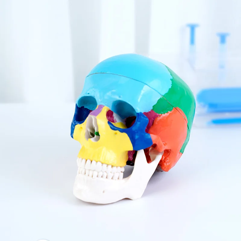 Dental Skull Model Anatomy Rea - 3D Printing Orthodontics 评论和价格