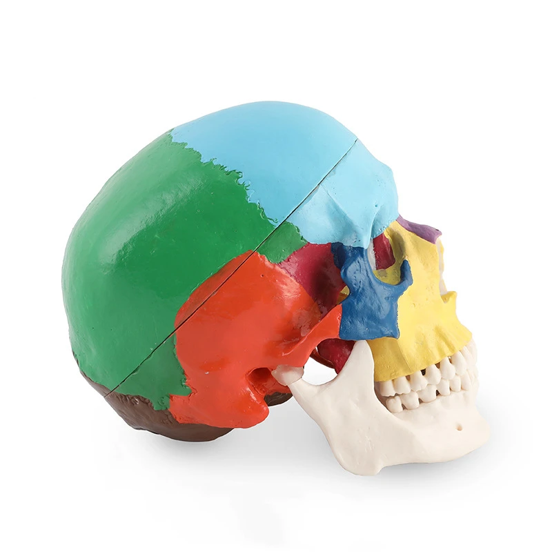 Dental Skull Model Anatomy Rea - 3D Printing Orthodontics 评论和价格